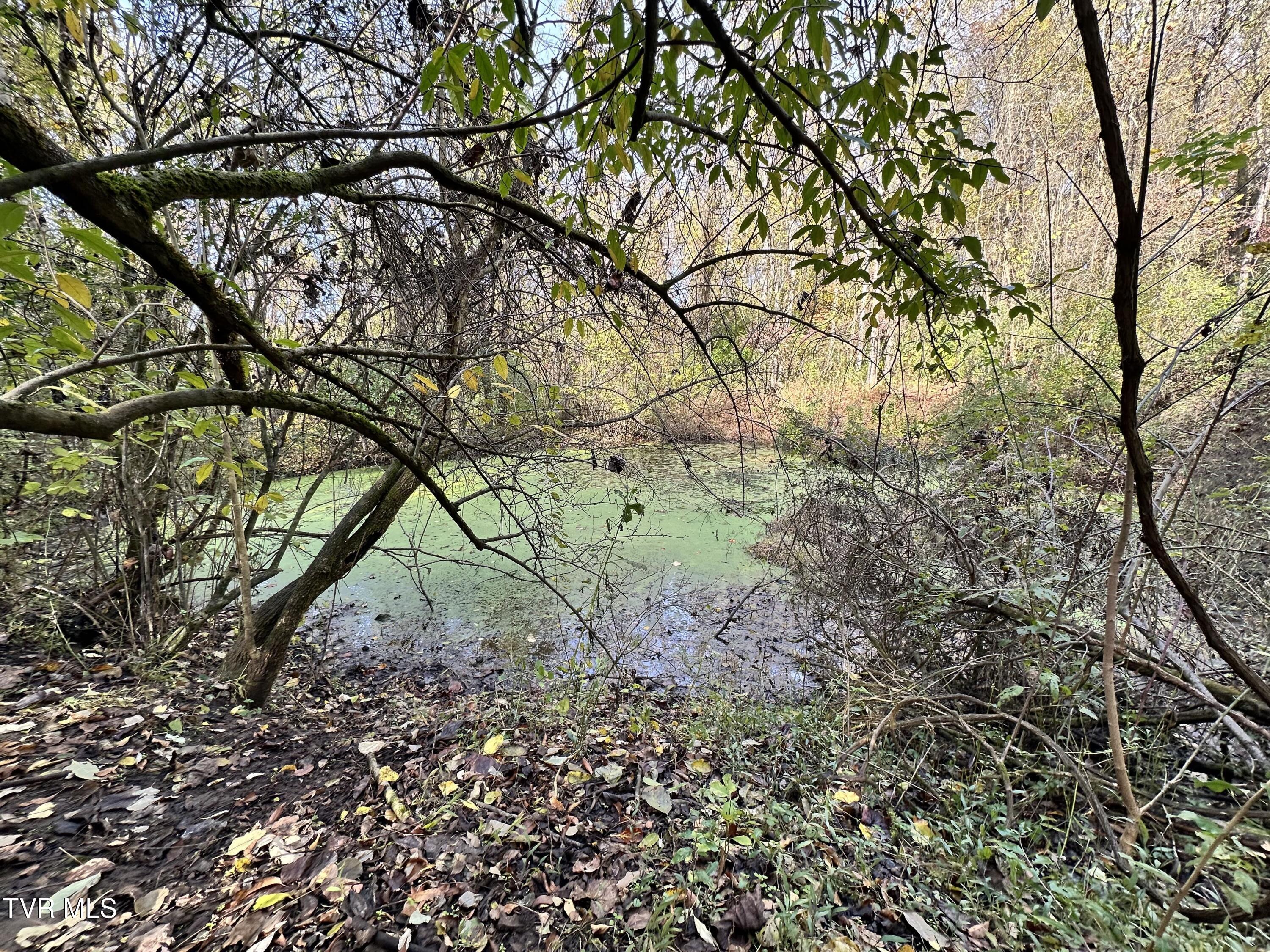 Pond 1